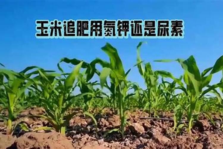 玉米追肥用什么肥料比较好