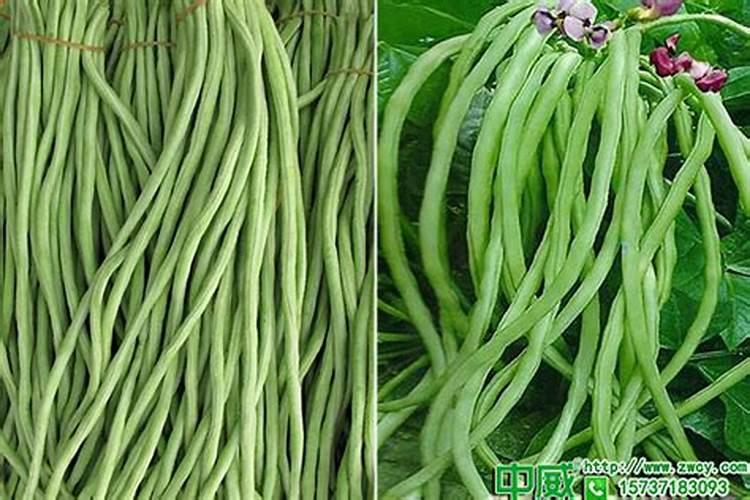 豇豆追肥用什么肥料好
