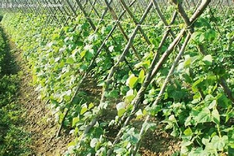 豇豆追肥用什么肥料好