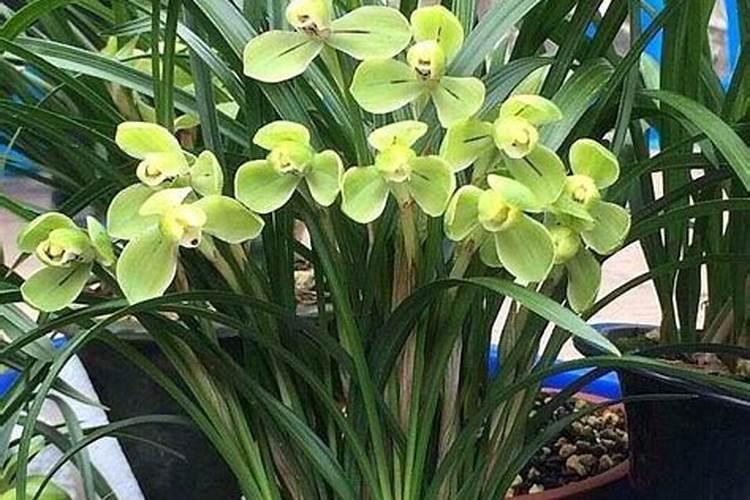 花草浇什么肥料合适