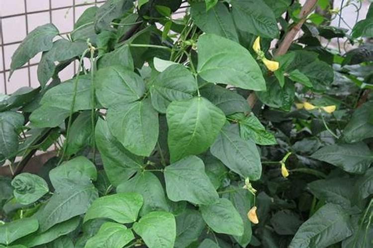 豇豆高产种植管理要点