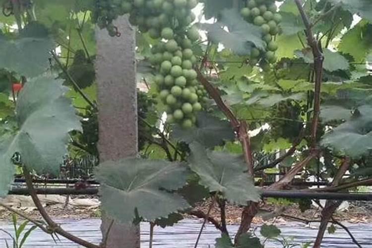 橘子皮直接埋土里当肥料好吗