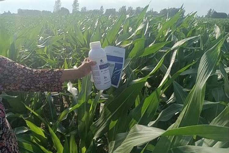 橘子皮可以做肥料吗