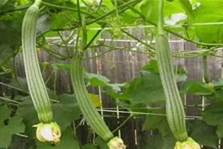 丝瓜光开花不结果叶子多什么原因(要怎样整理才会结果)