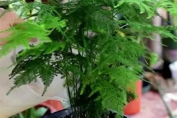 请说出四种麻类作物的区别？