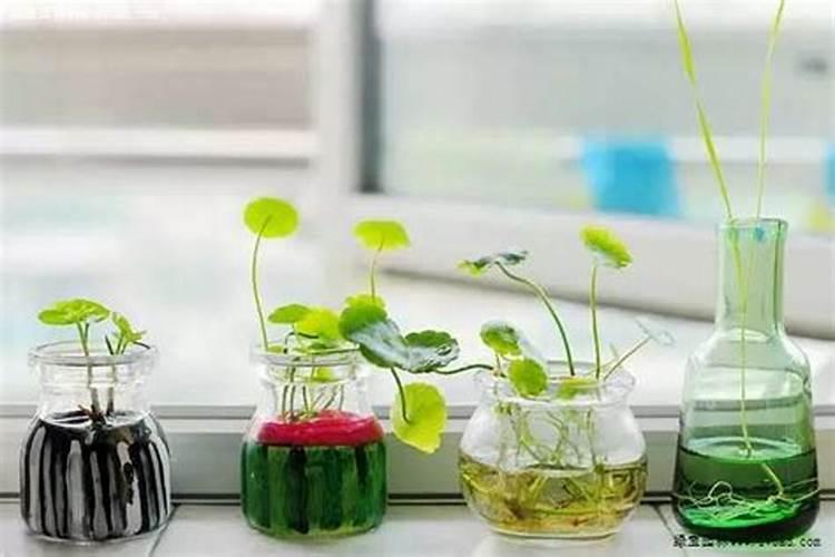 水培植物应该怎么去施肥和选择肥料