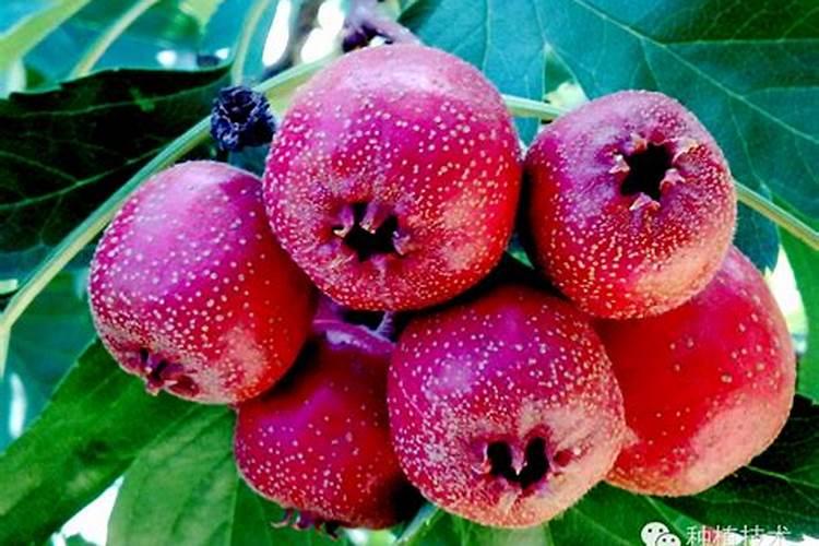 钾肥是指哪些肥料