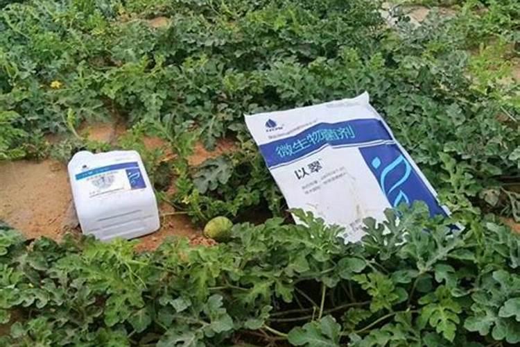 油菜籽饼怎么做肥料