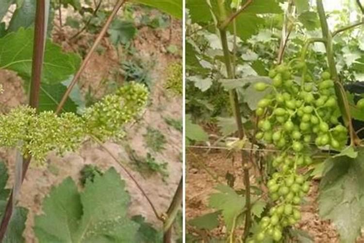 鸡蛋壳粉能当花肥吗