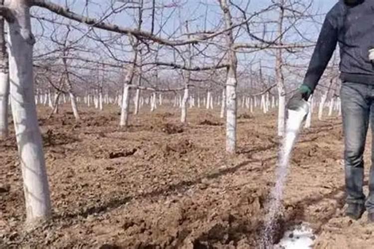 苹果膨果期冲施什么肥料好？苹果膨大期用什么冲施肥好？