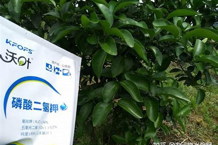 柑橘采收后喷什么叶面肥好？