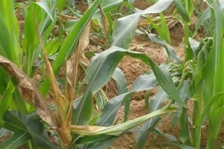 芸苔素泡根多长时间好