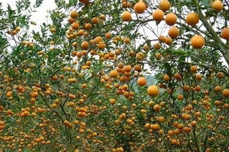 果树用什么肥料好