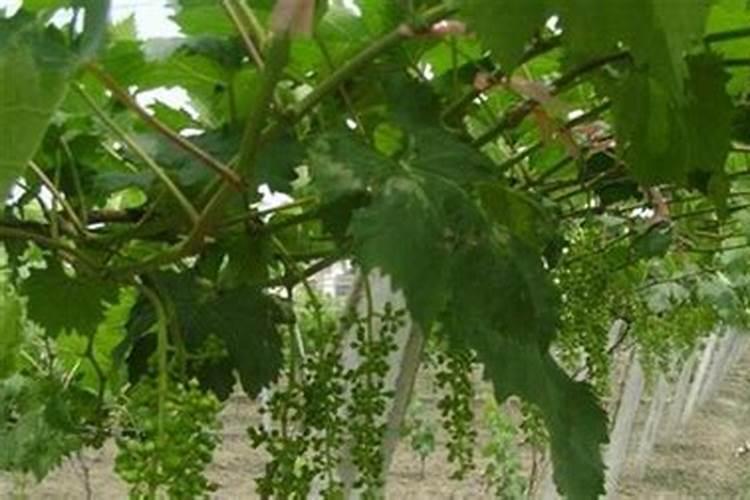 五角枫树怎么管理