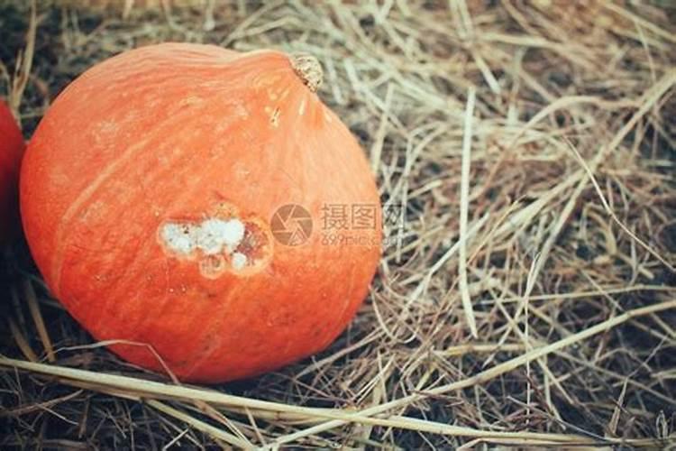 鱼蛋白液体肥与鱼蛋白粉约区别？