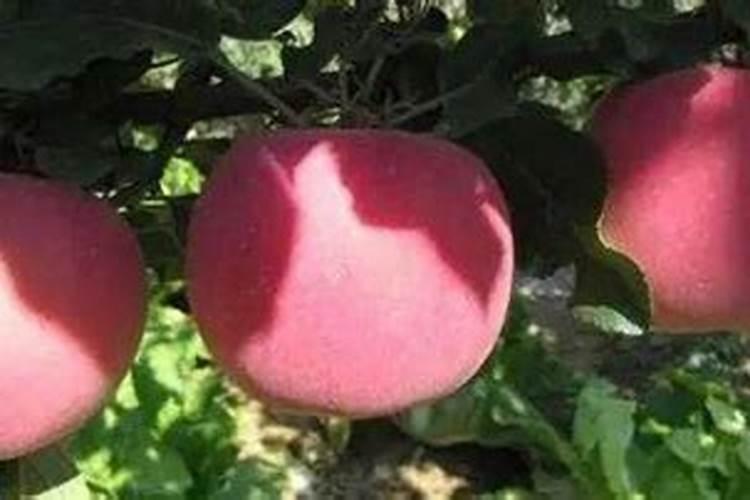 葡萄生根肥用什么好