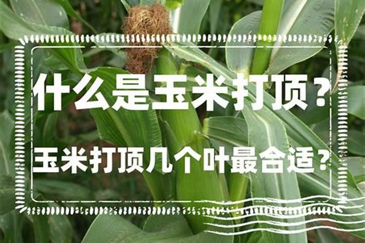 四季菊花花败后怎么办,剪掉花枝后再浇水添肥