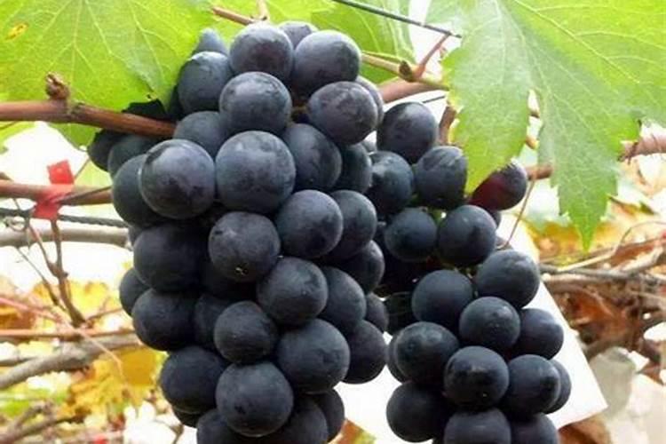 碳酸氢铵能否随水冲施