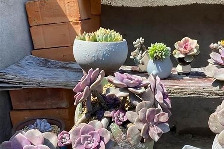 君子兰叶面肥怎么用