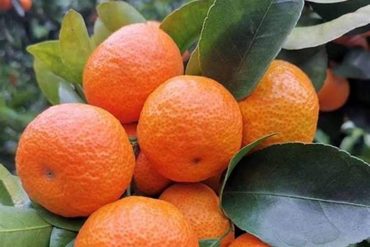 如何合理地储存新鲜的水黄瓜呢