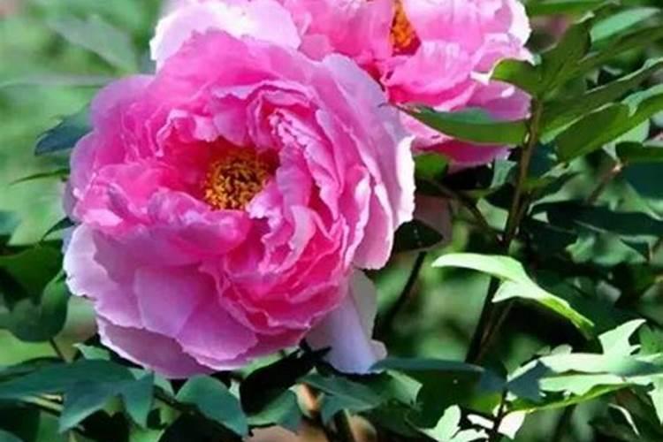 牡丹花喜肥吗 喜欢施什么肥料
