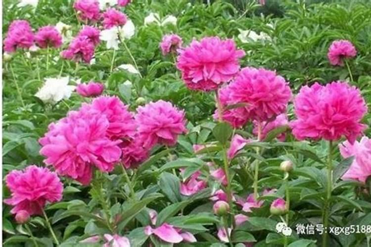 牡丹花多久施一次肥 牡丹花施肥时间和方法