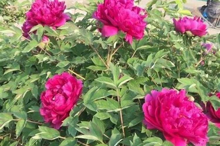 牡丹花什么时候施肥好