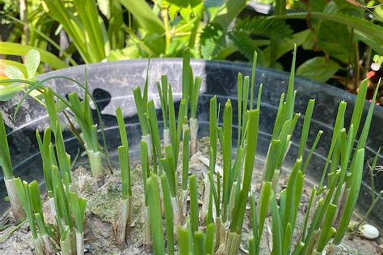 塑料大棚辣椒春提早栽培定植后如何管理？