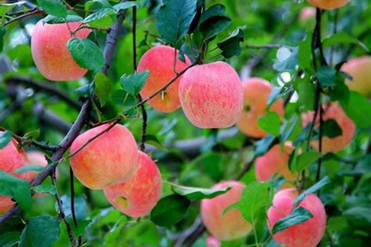 苹果座果太多树叶不大怎么施肥