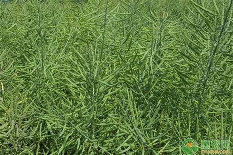 油菜苗可以喷叶面肥吗