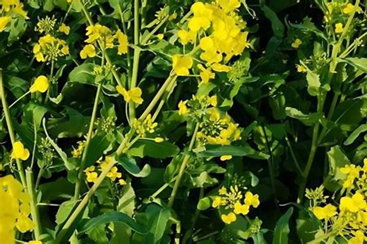 油菜开花时候能不能打硼肥？