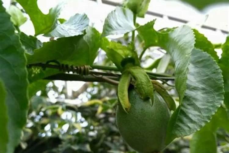 百香果结果期间如何施肥和浇水