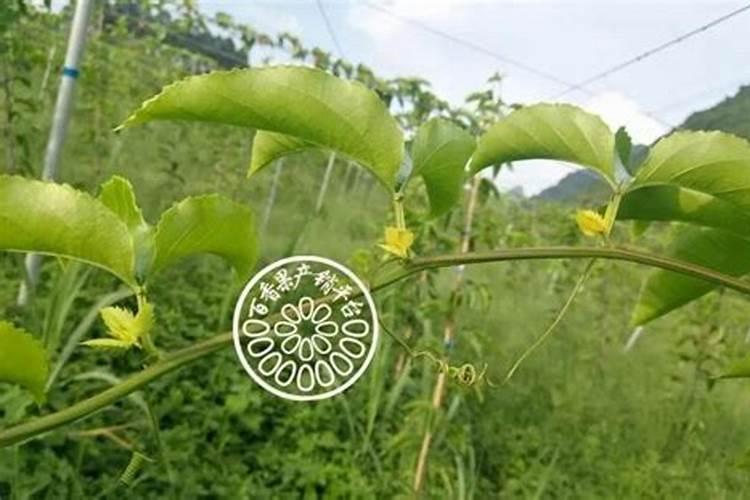 百香果不结果如何处理