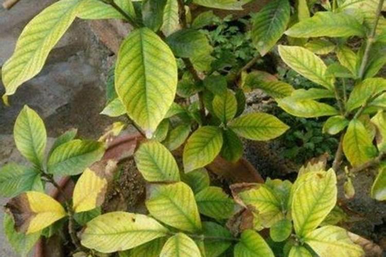 铁皮石斛黄叶喷什么药