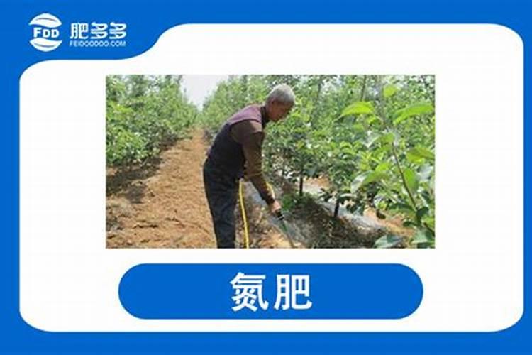 草莓施什么肥料果大