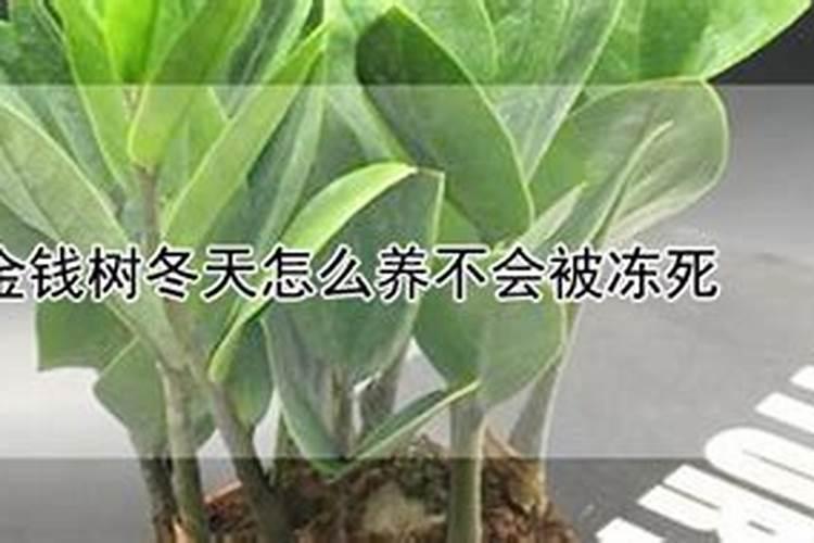 芦荟用什么土栽培最好