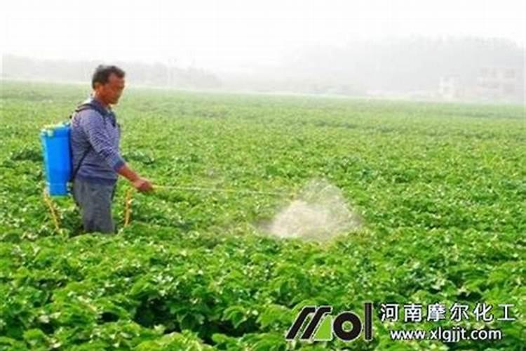 喷施两个0.3能预防高温天气吗