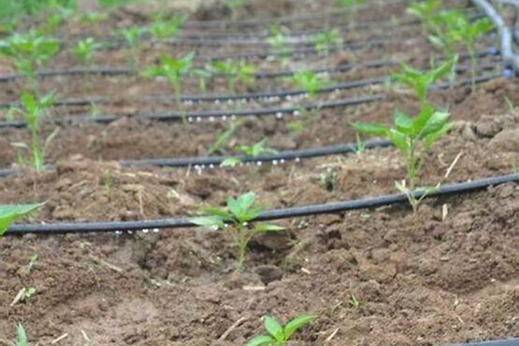 幸福树施什么肥最好,施氮肥能促进枝叶茂盛