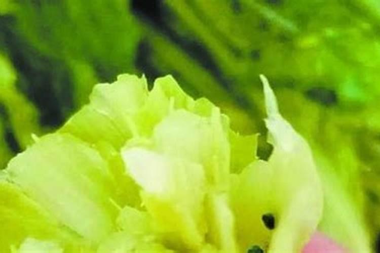 硫酸亚铁适合浇什么花？