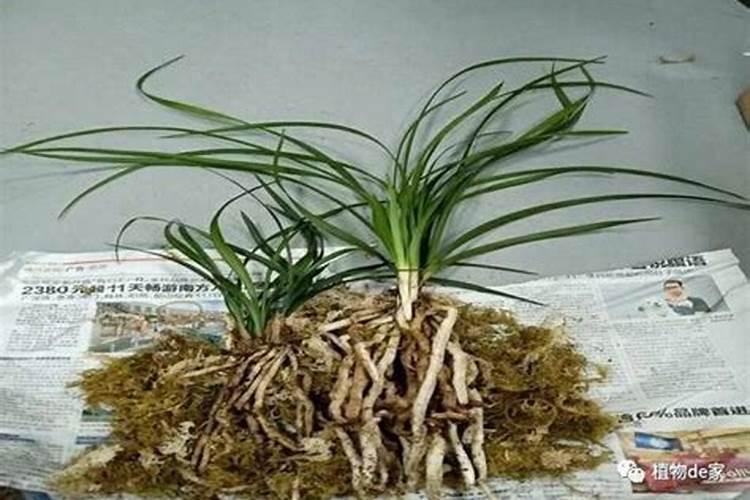 兰花什么时候施肥最好,兰花施肥用什么肥最好(氮磷钾肥)