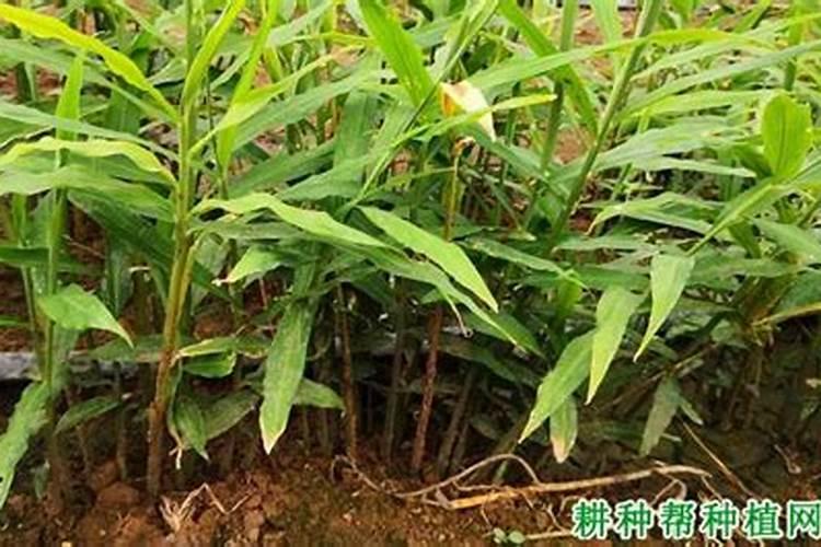 生姜什么时候追肥合适,高产追肥方法