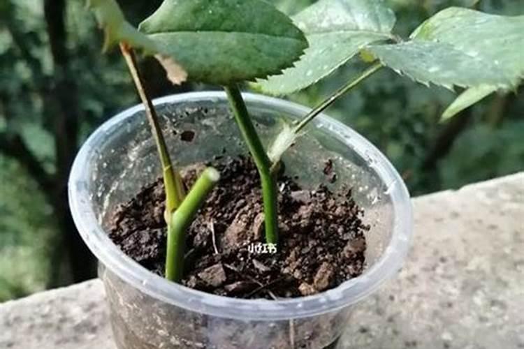 长寿花施什么肥好,长寿花施氮磷钾肥料最好