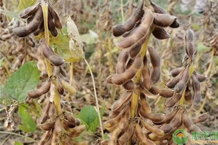 草莓爆盆方法,薄肥勤施光照充足