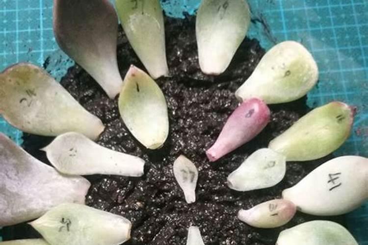 芒果开花期如何管理授粉(芒果花期栽培与管理技术要点)