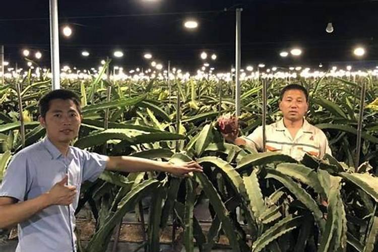 西红柿结果期水肥如何管理