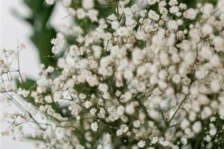 满天星怎么浇水施肥