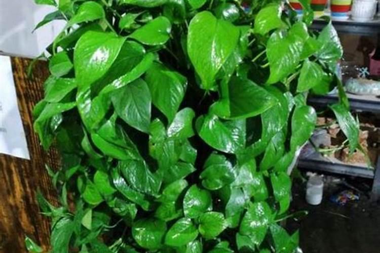 大葱施什么肥最好