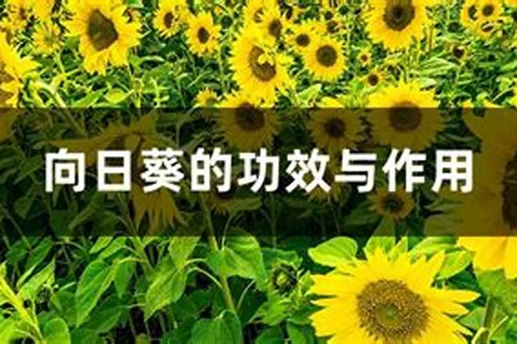 黄金肥适用什么花卉