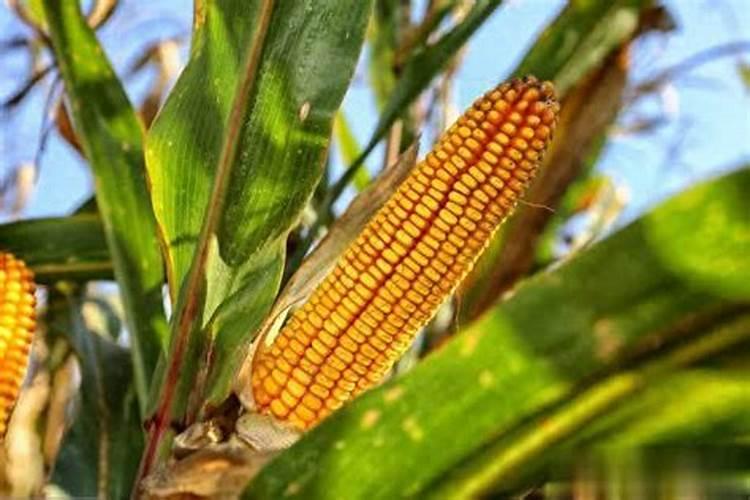 什么是铵态氮？