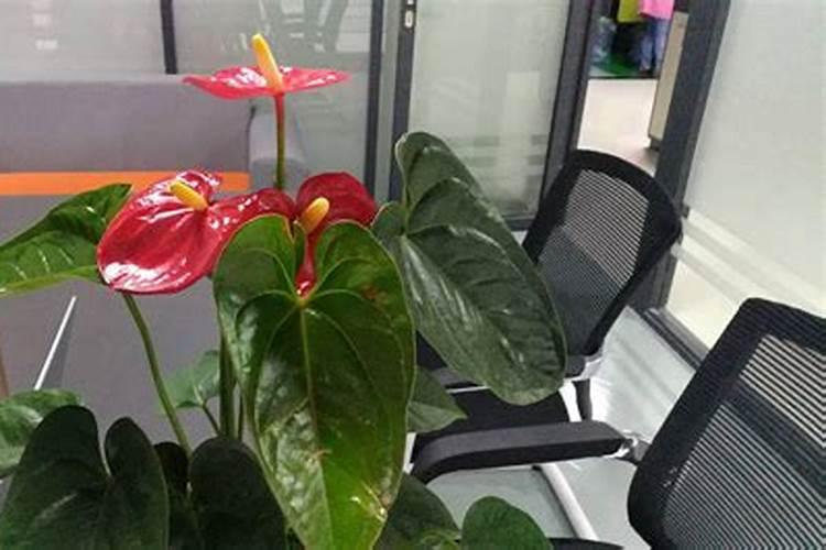 一分钟教你自制氮磷钾肥